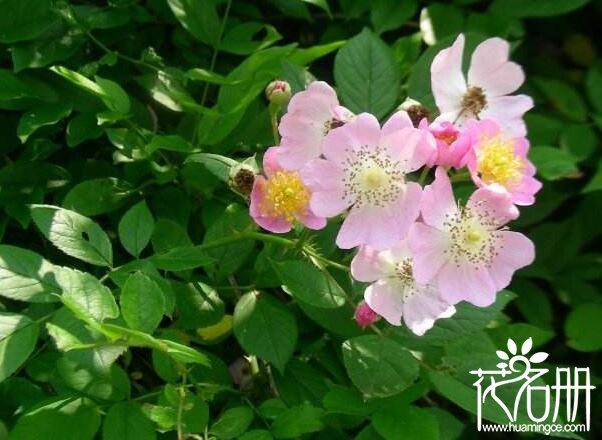 野蔷薇花语是什么（野蔷薇的寓意和象征）