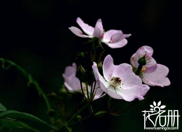 野蔷薇花语是什么（野蔷薇的寓意和象征）