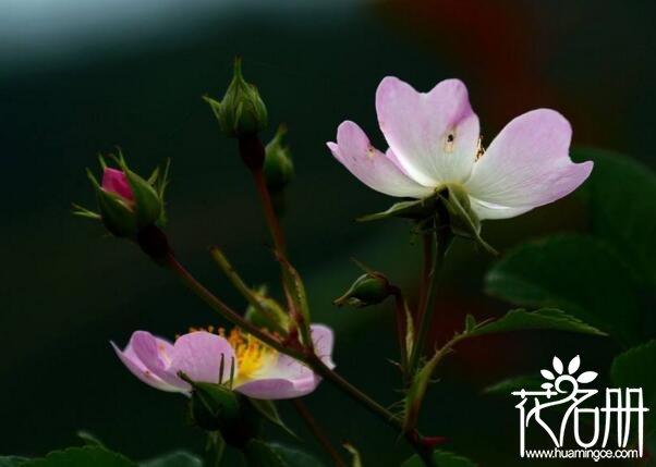 野蔷薇花语是什么（野蔷薇的寓意和象征）