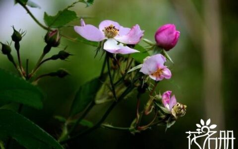 野蔷薇花语是什么（野蔷薇的寓意和象征）