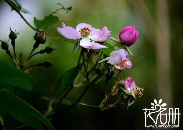 野蔷薇花语是什么（野蔷薇的寓意和象征）