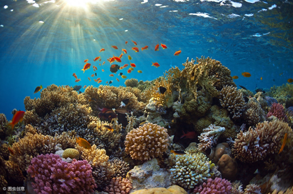 珊瑚分为几种类型（教你正确分辨珊瑚的种类）