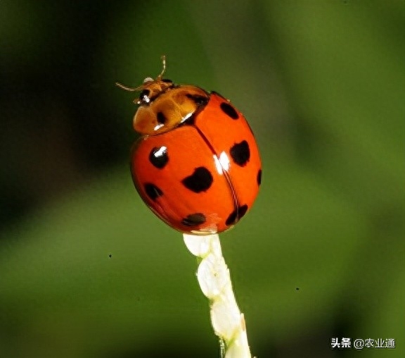 瓢虫的种类都有什么（瓢虫种类大全介绍）