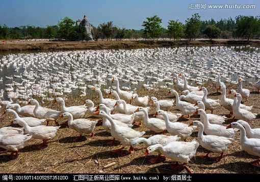 鸭子在什么地方养最合适（养鸭的基本条件和要求）