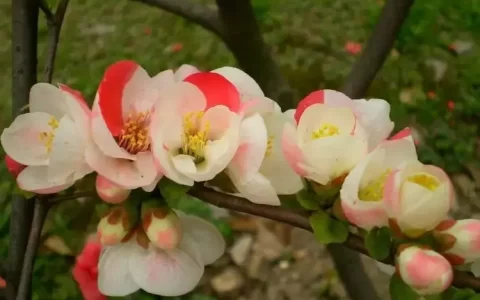 冬红海棠耐寒吗（关于冬红果海棠盆景的养殖方法）