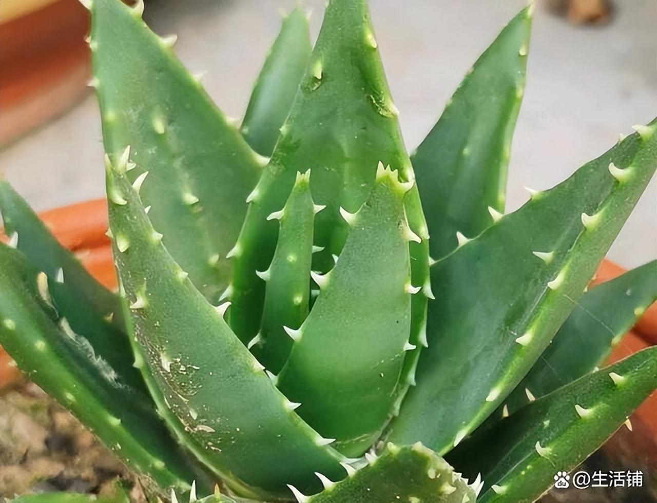 芦荟养法与栽培技术（了解芦荟的正确养法和施肥）