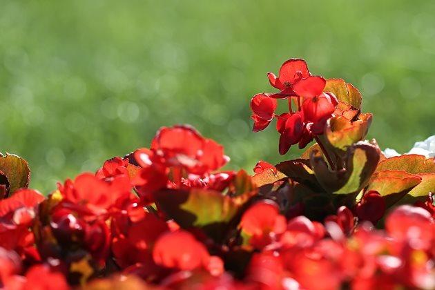 玻璃海棠花有毒吗（家里适合养的海棠花）