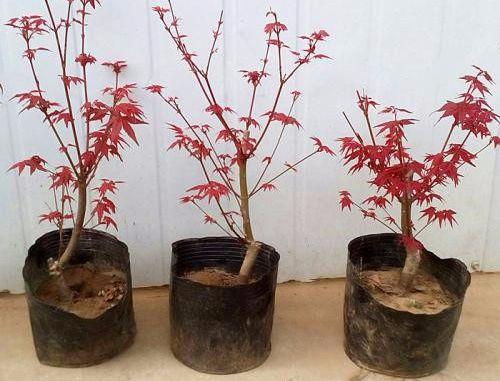 红枫树怎么养护和管理（关于红枫适合种植的土壤）