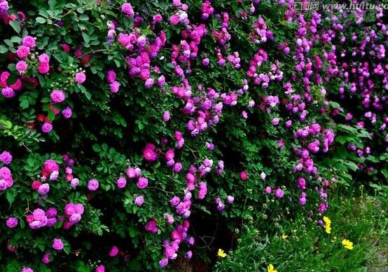 蔷薇花的花期有多长时间（盆栽蔷薇花的养殖方法）