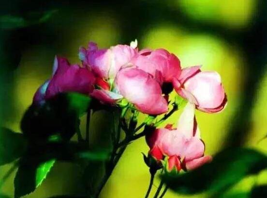蔷薇花的花期有多长时间（盆栽蔷薇花的养殖方法）