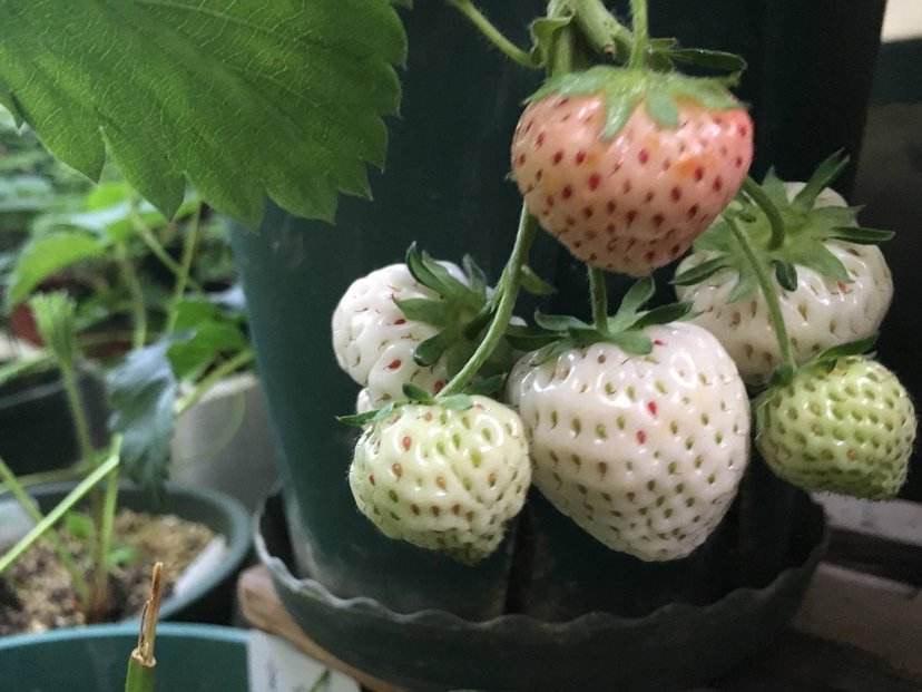盆栽草莓怎样种植和管理技术（草莓家庭盆栽种植方法）