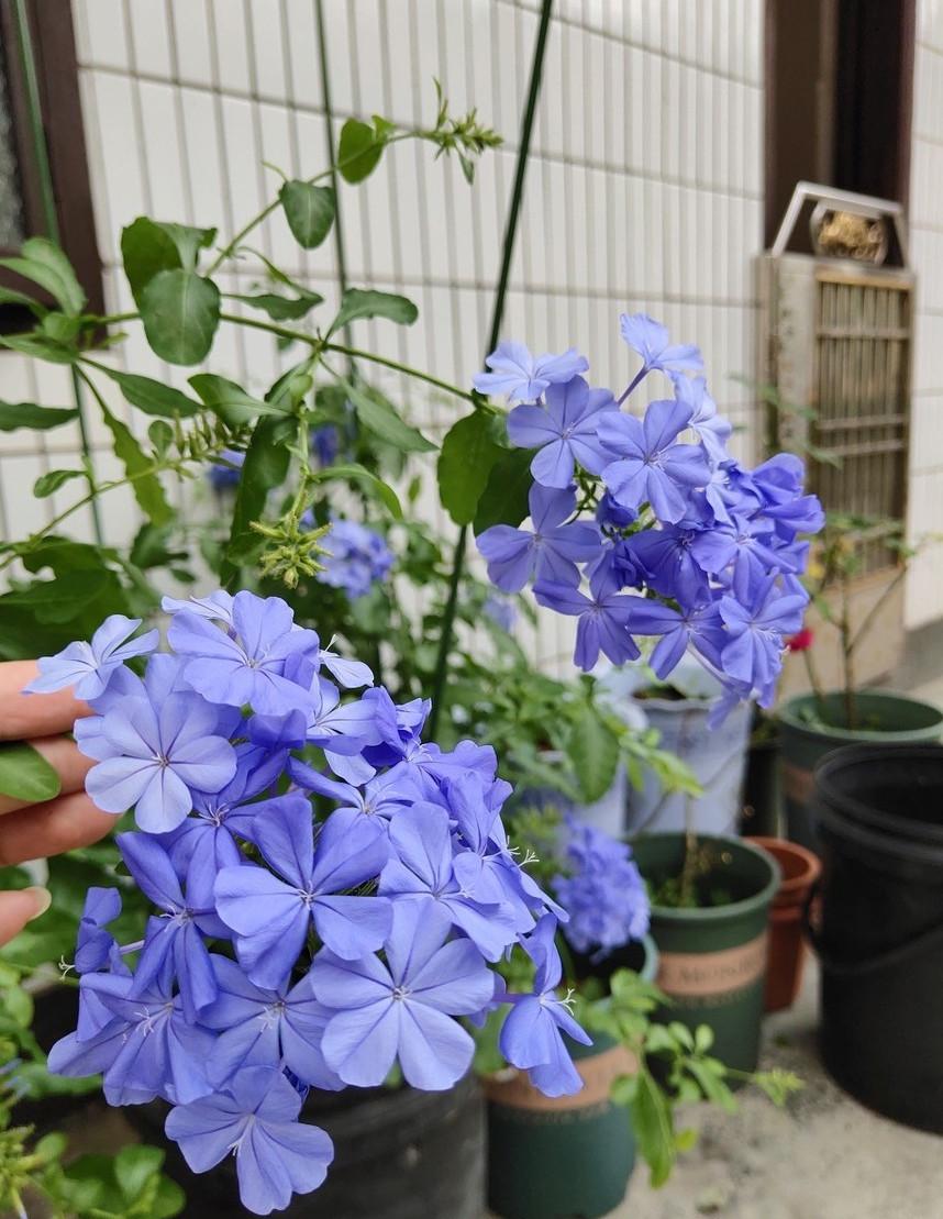 适合夏季种植的花卉有哪些（最好养的花卉排名）