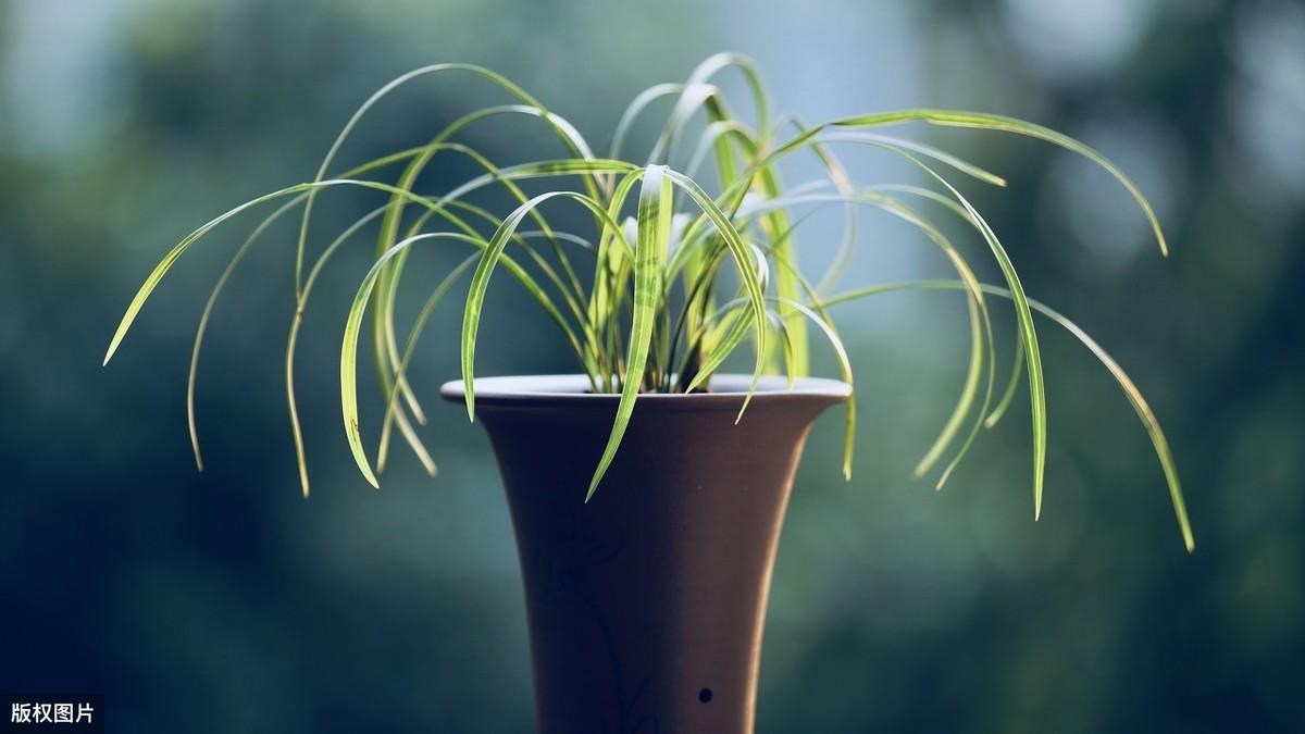 室内哪种植物最好养活（关于室内最容易养活的植物）