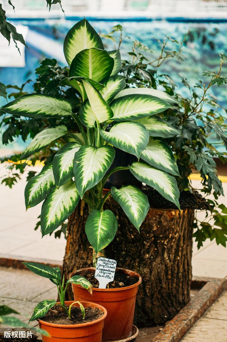 室内哪种植物最好养活（关于室内最容易养活的植物）