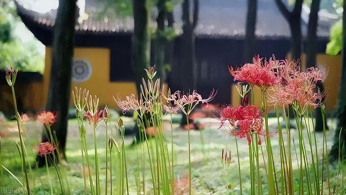 家里海棠花风水禁忌（门前种海棠的讲究）