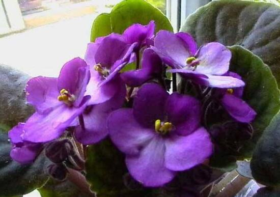 紫罗兰开花时间是几月（四季常青又耐寒的花）