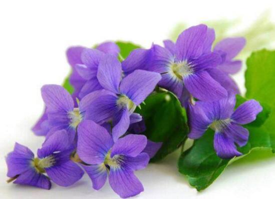 紫罗兰开花时间是几月（四季常青又耐寒的花）