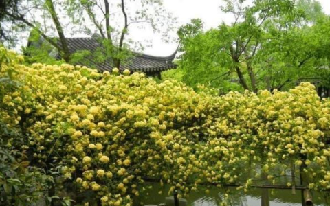 木香花可以盆栽吗（了解木香花的种植养护方法）