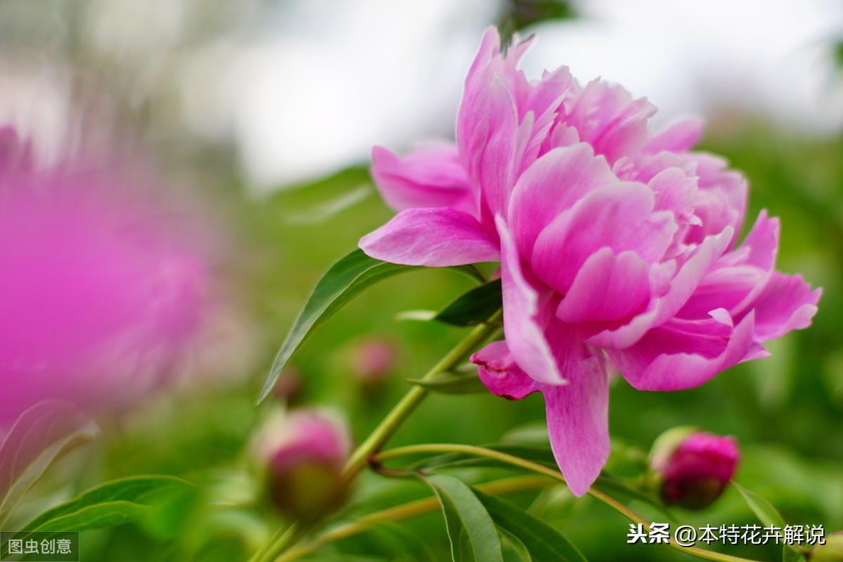 芍药分株种植方法和时间（盆栽芍药花的养护技巧）