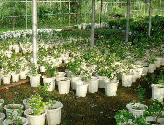 水培茉莉花的养殖方法和过程（可以暴晒又耐寒的植物）