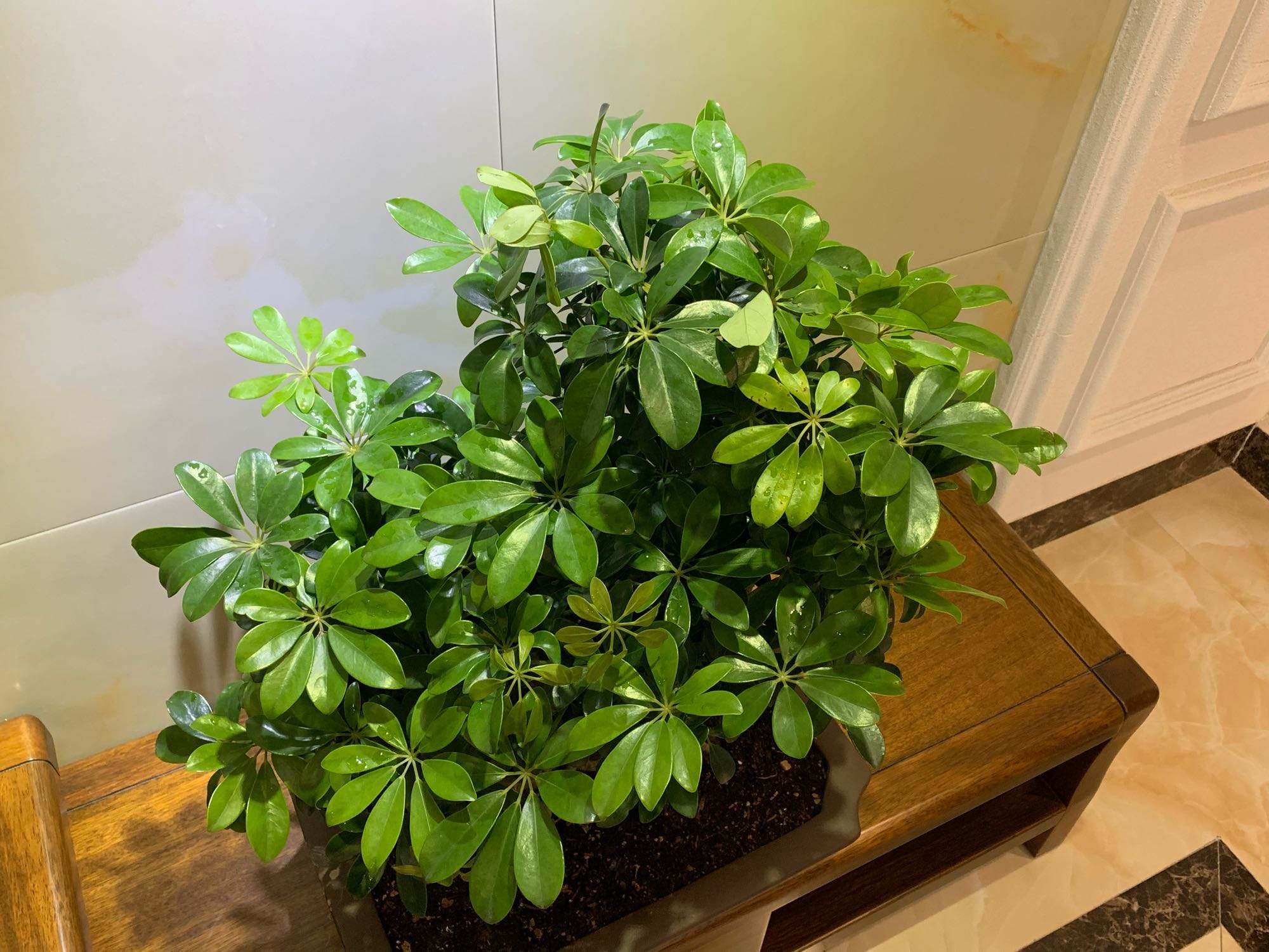 适合室内养的植物大型花卉（家里好养的大型绿植）