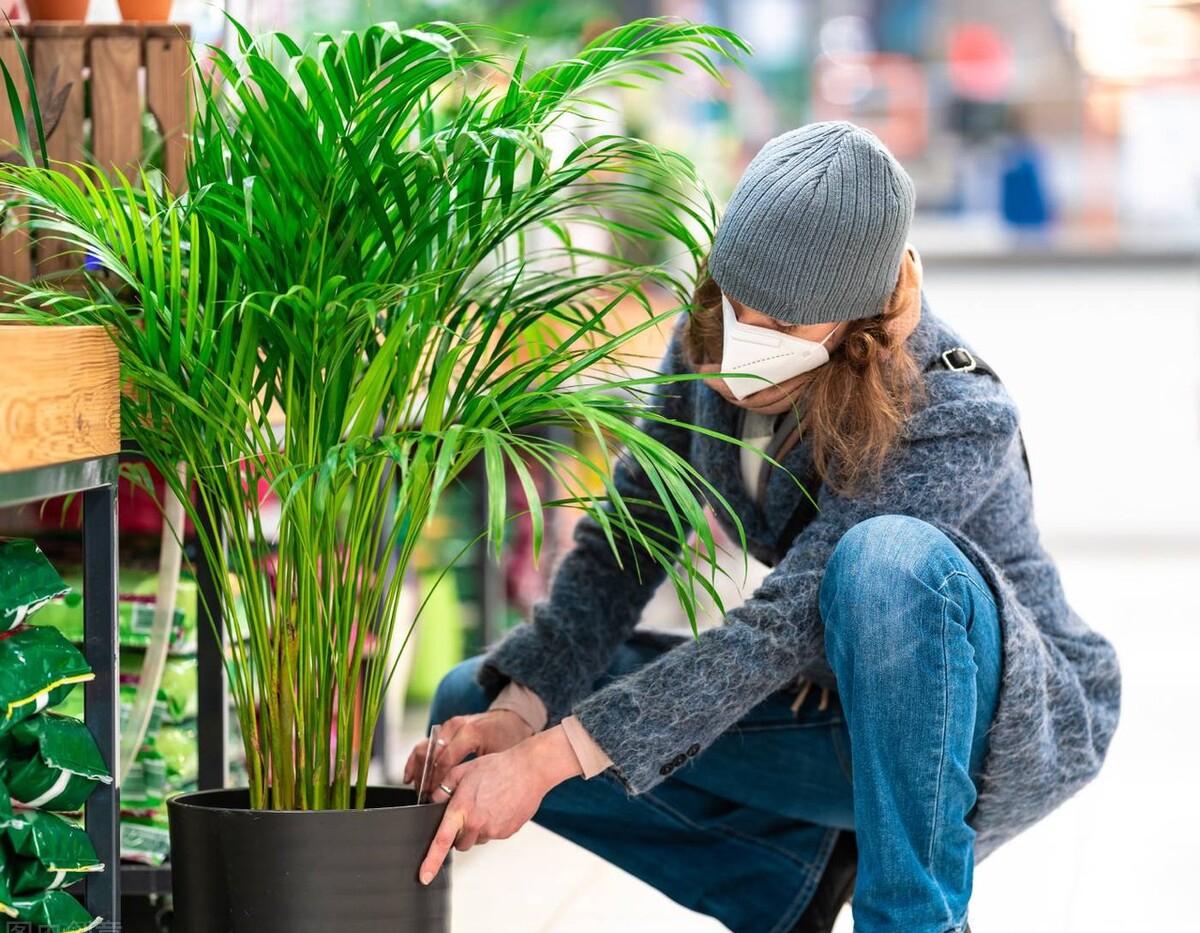 适合室内养的植物大型花卉（家里好养的大型绿植）