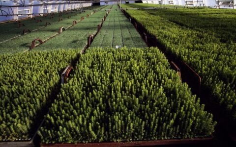 绿化苗木种植技术要点（苗木种植方案及措施）