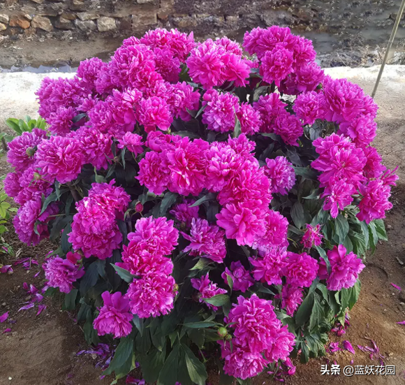 芍药花种植时间和方法（家庭盆栽芍药种植技巧）