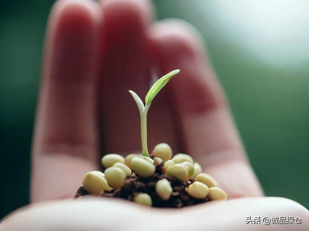 桂花种子催芽时间大概多久发芽（了解桂花树苗的栽培技术）