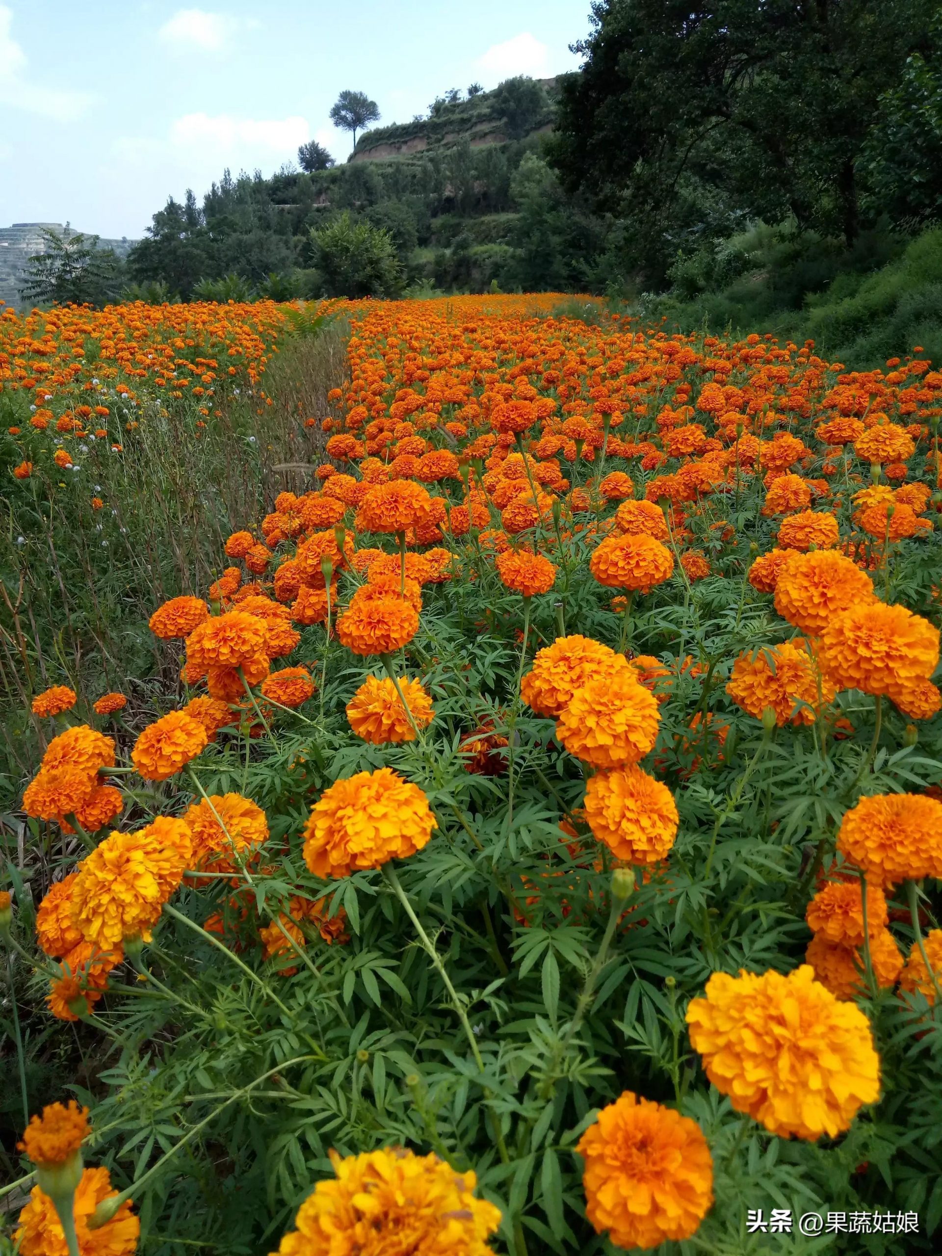 一年生草花品种有哪些（适合地栽的多年生花卉）