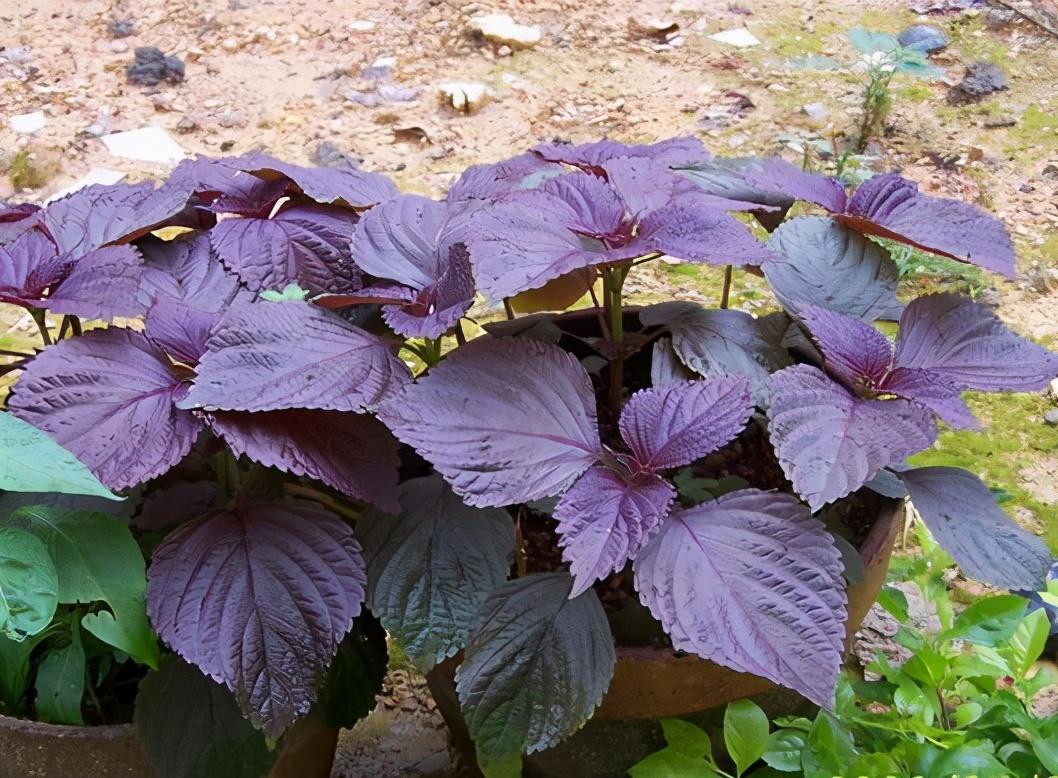 紫苏种子的种植方法和时间（分享紫苏扦插生根技巧）