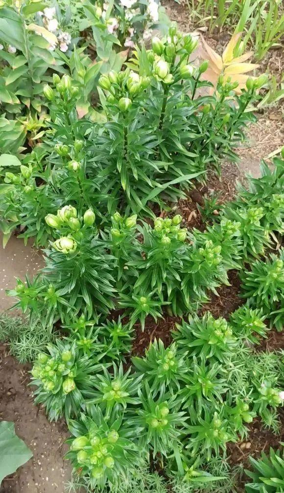 百合花的栽培技术要求（食用百合种植方法）