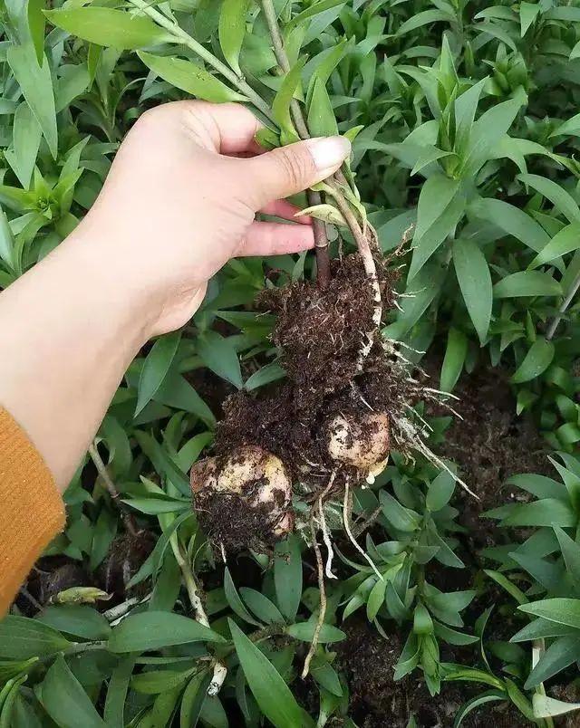 百合花的栽培技术要求（食用百合种植方法）