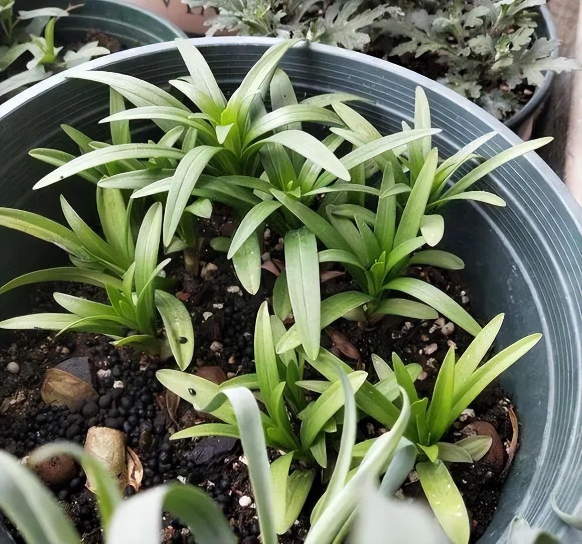 百合花的栽培技术要求（食用百合种植方法）