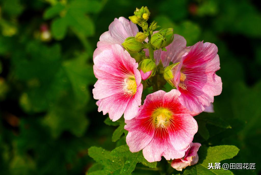 蜀葵种子怎么播种种植方法（关于蜀葵种植最简单的技巧）