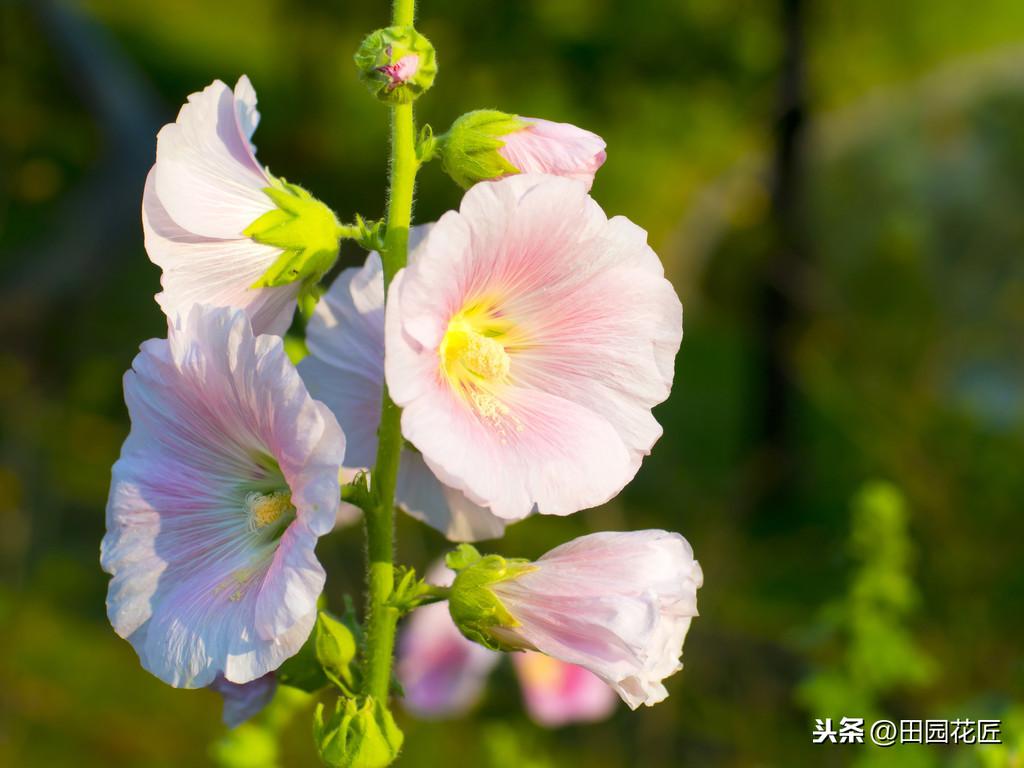 蜀葵种子怎么播种种植方法（关于蜀葵种植最简单的技巧）