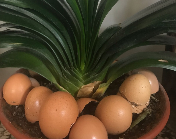 鸡蛋壳做花肥的步骤是什么（蛋壳花肥制作方法）