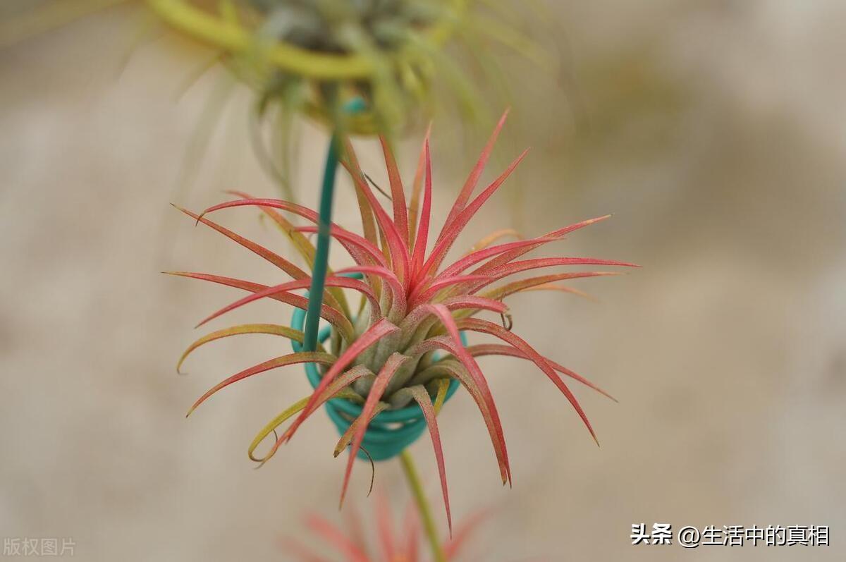 耐阴的室内植物花卉有哪些（客厅耐阴绿植推荐）