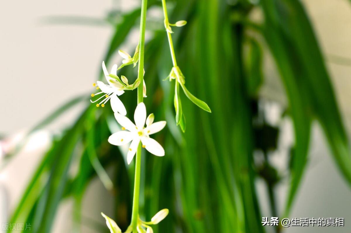 耐阴的室内植物花卉有哪些（客厅耐阴绿植推荐）