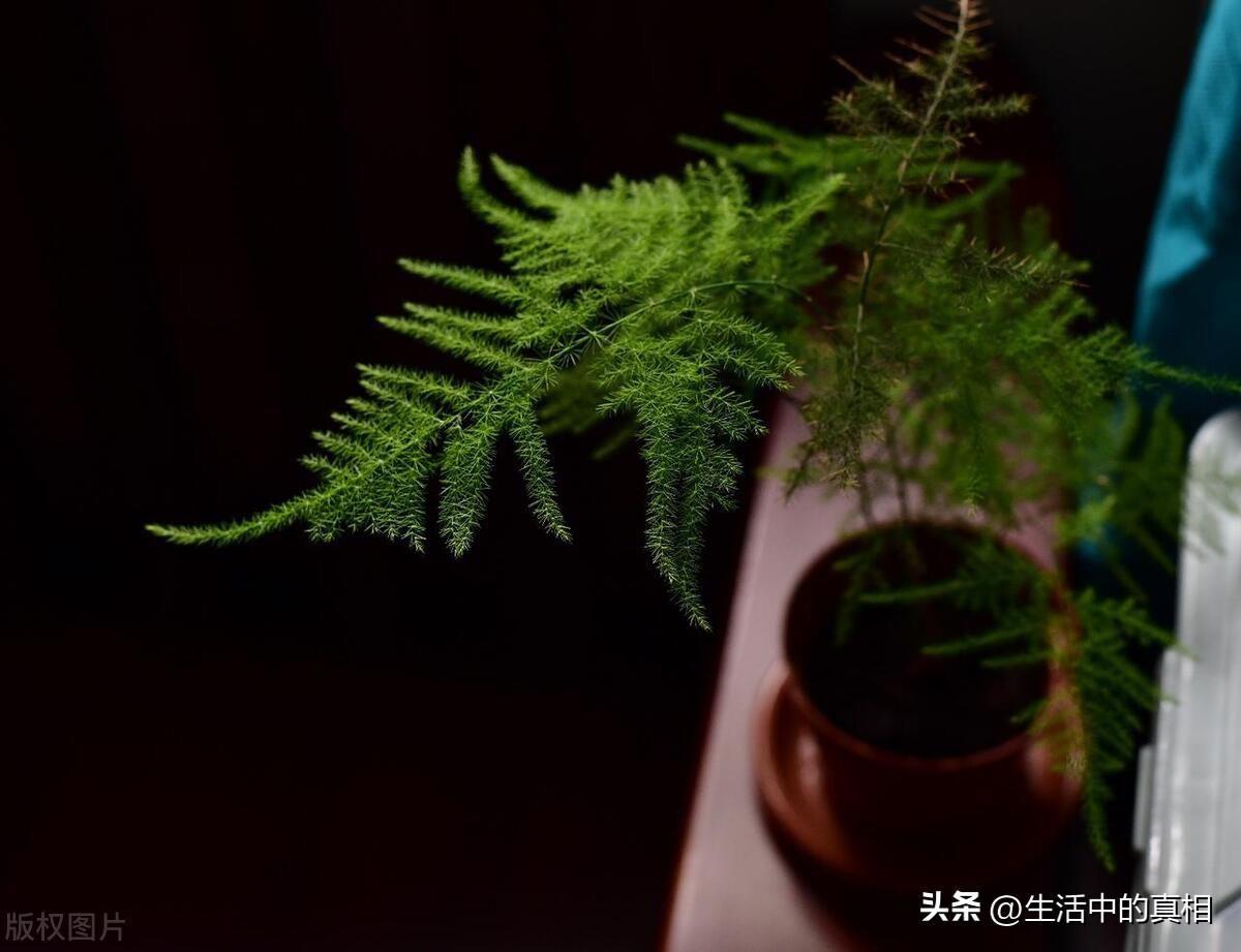 耐阴的室内植物花卉有哪些（客厅耐阴绿植推荐）