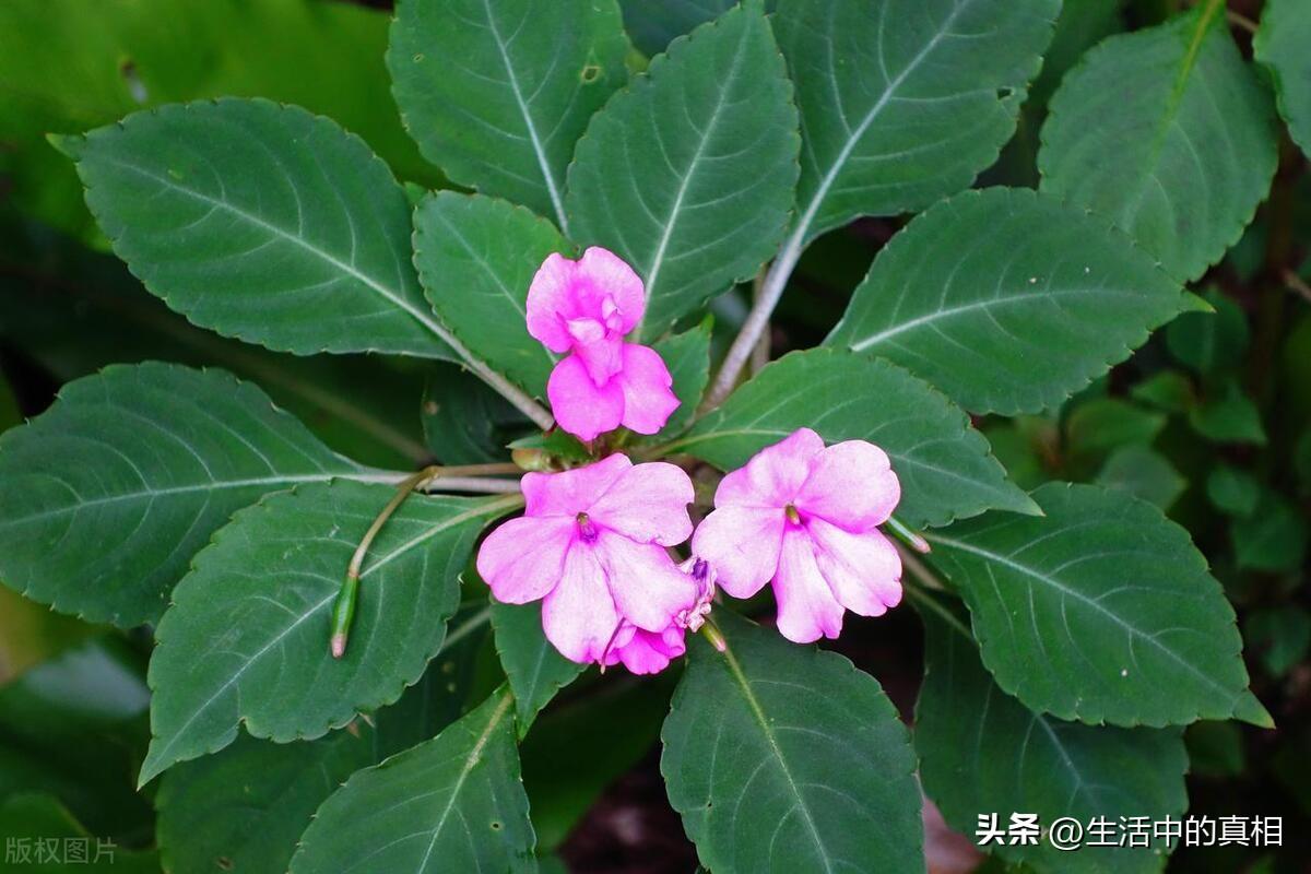 耐阴的室内植物花卉有哪些（客厅耐阴绿植推荐）