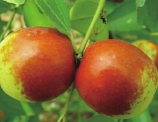目前最好的枣树是什么品种（最好吃的枣树品种排名）