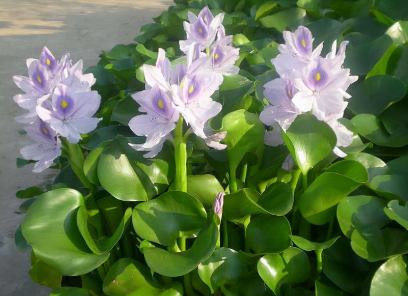 喜欢水的花卉有哪些品种（最耐阴的室内大型植物）