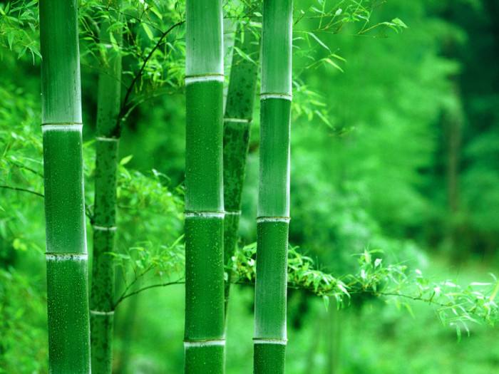 家宅屋前种什么树最旺风水（最好的镇宅树盆栽）