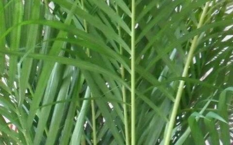 如何养好凤尾竹盆栽（了解凤尾竹的养护与管理）