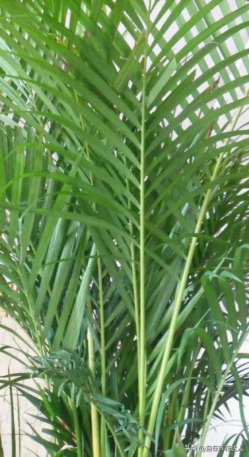 如何养好凤尾竹盆栽（了解凤尾竹的养护与管理）