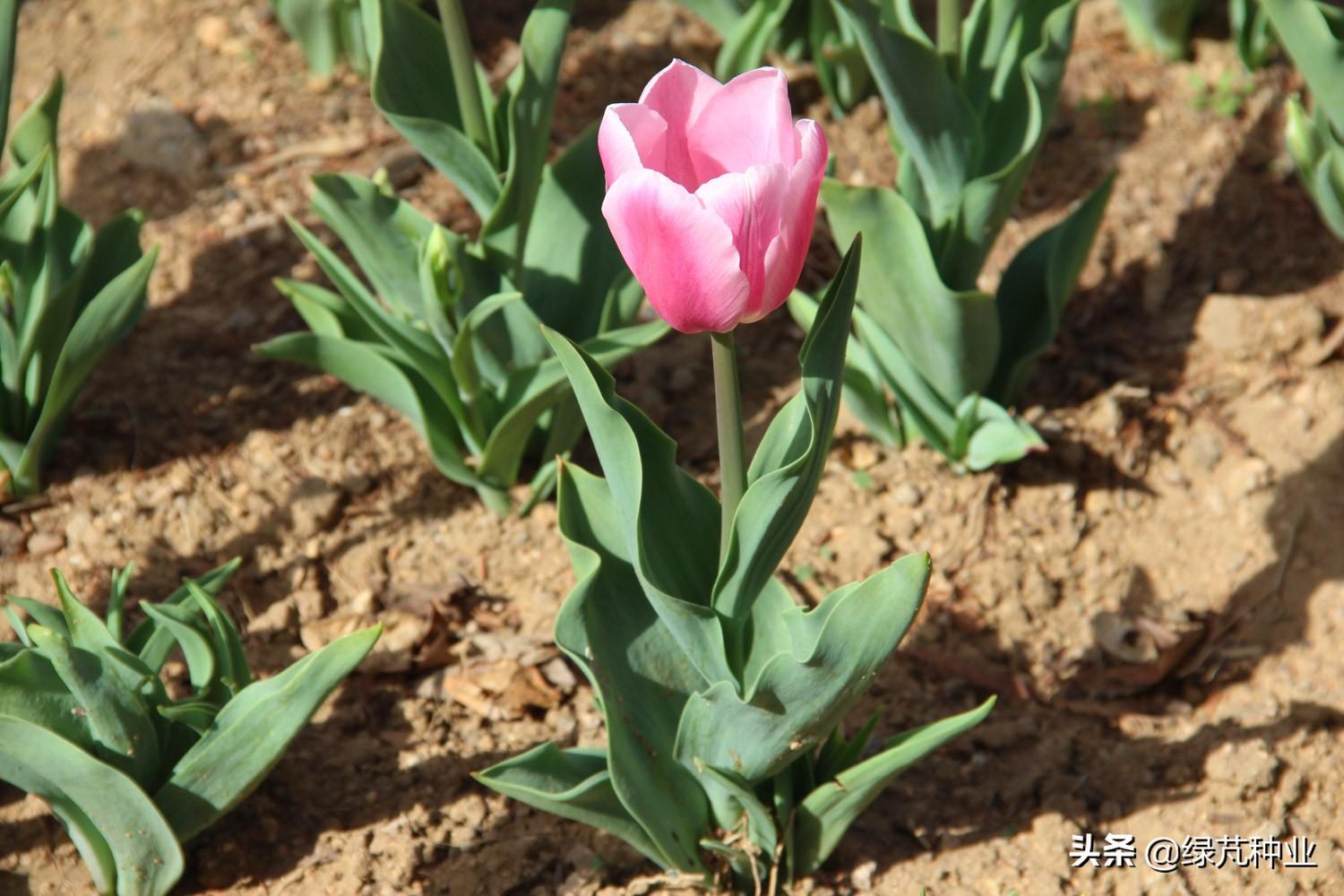 郁金香的花期是几月份（冬季里最耐寒的花卉）