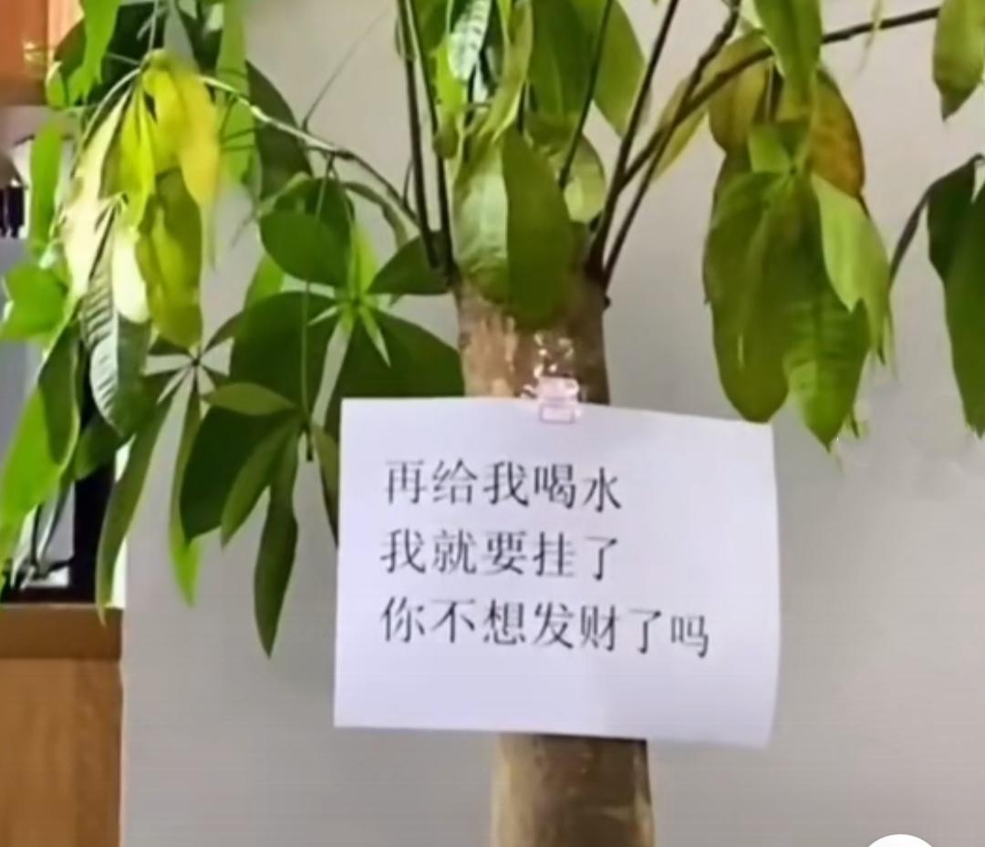 适合客厅放的大型好养活植物有哪些（室内大型植物排名）