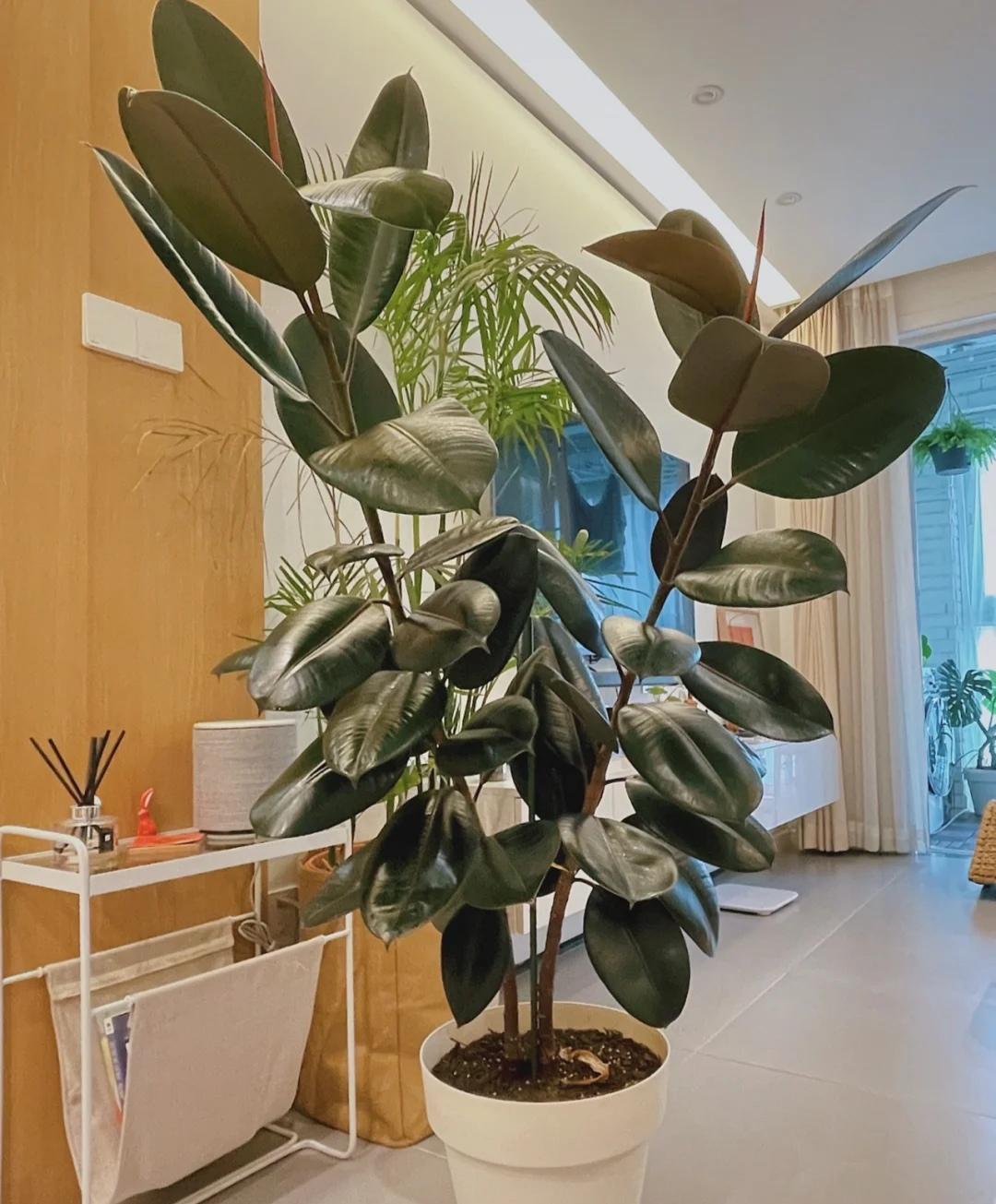 适合客厅放的大型好养活植物有哪些（室内大型植物排名）