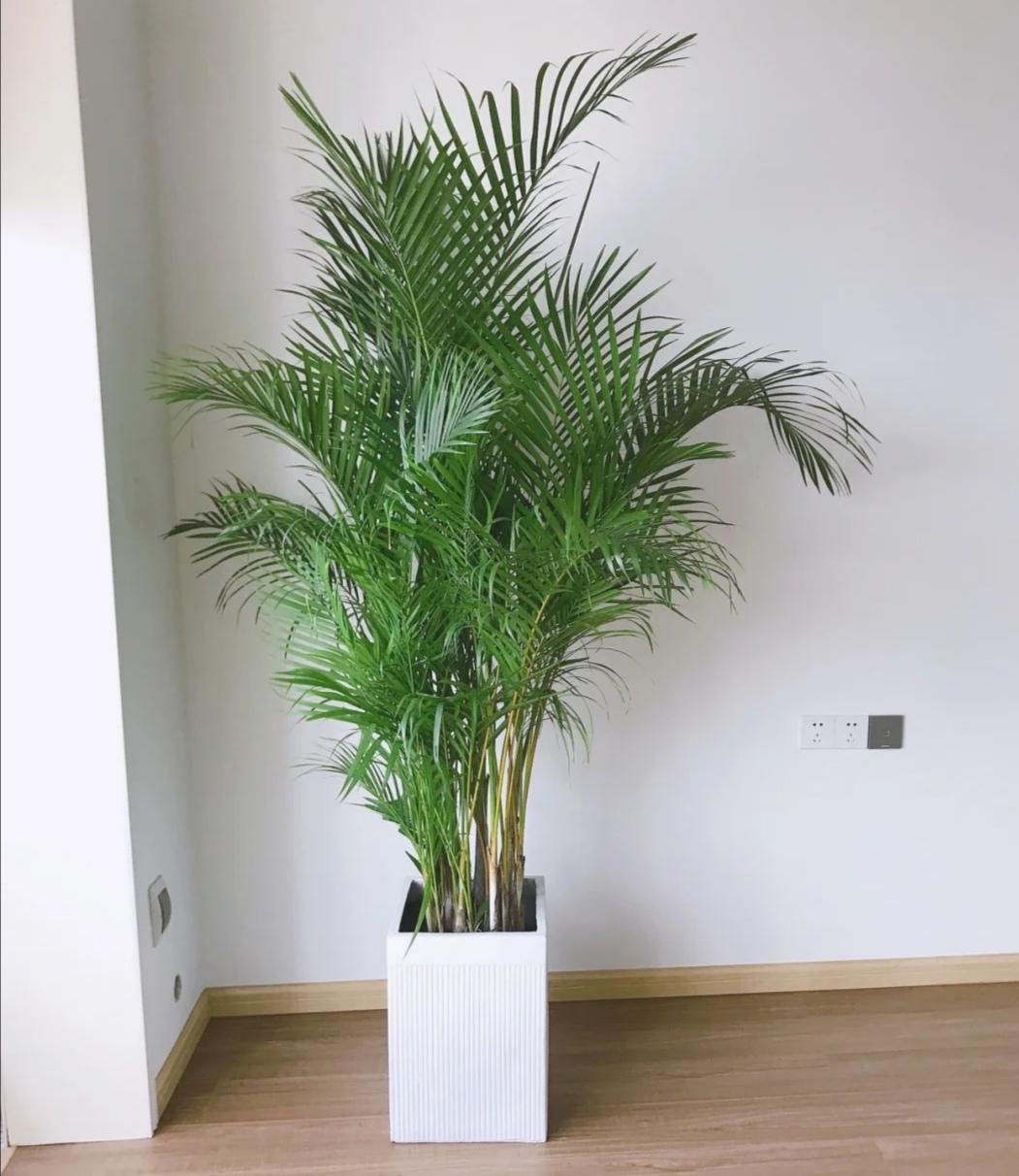 适合客厅放的大型好养活植物有哪些（室内大型植物排名）